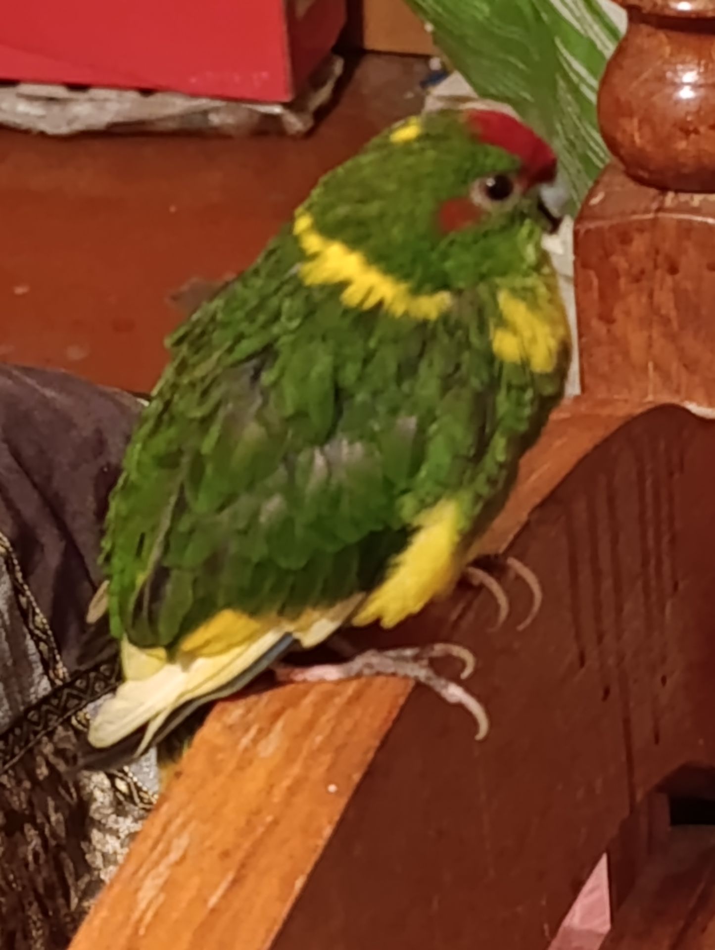 Какарик самец возраст 5 месяцев