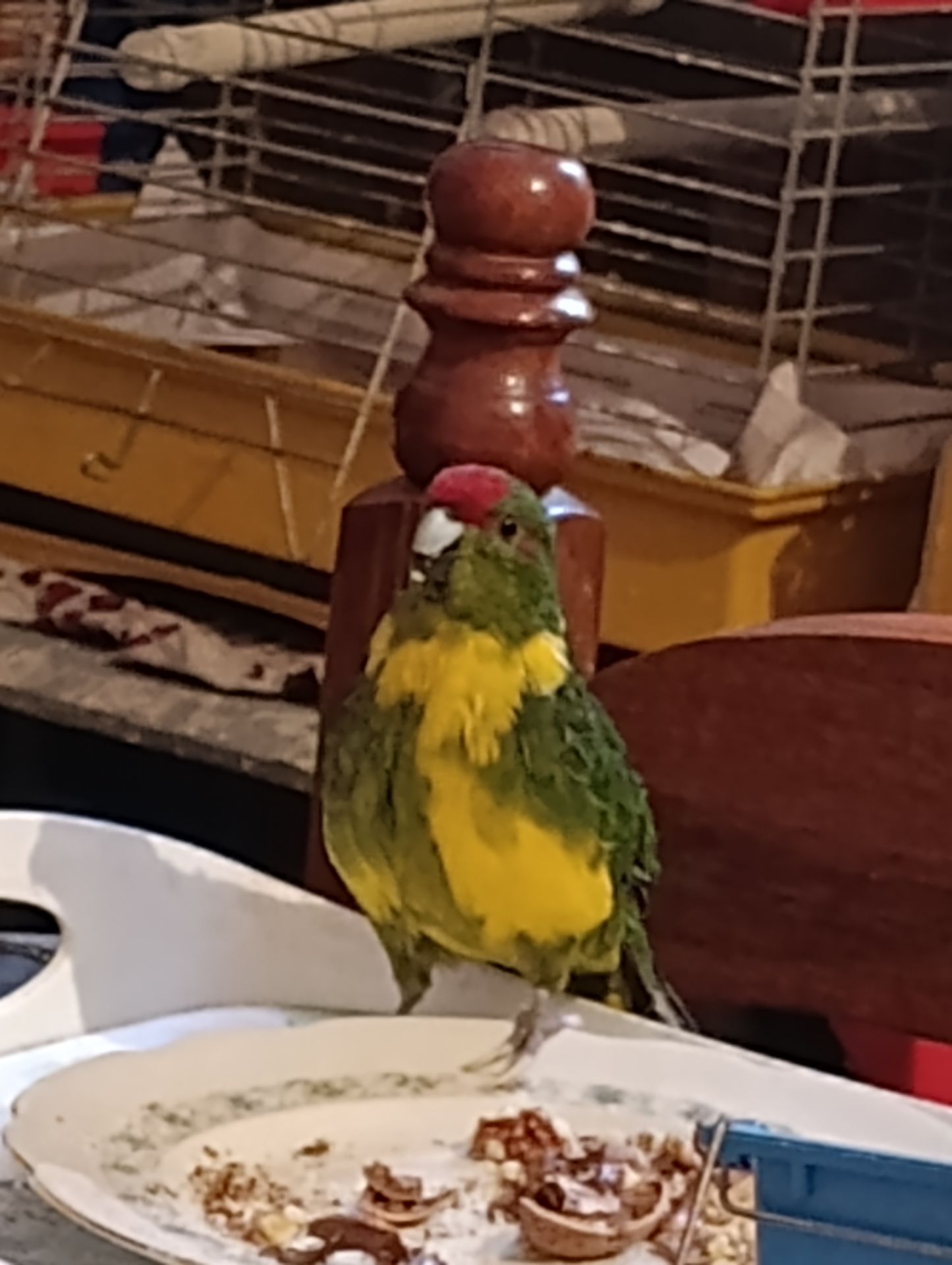 Какарик самец возраст 5 месяцев