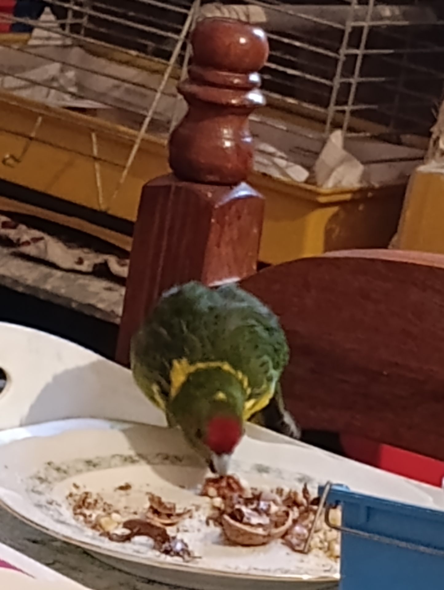 Какарик самец возраст 5 месяцев