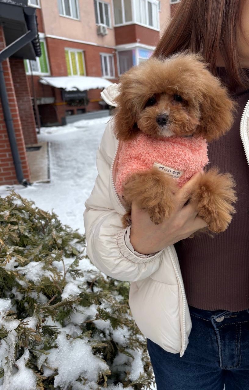 VIP Дівчинка Той Пудель Ексклюзив Мікро Тікап