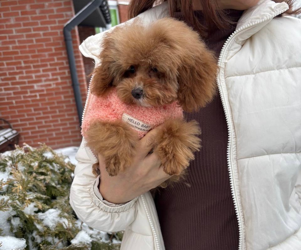 VIP Дівчинка Той Пудель Ексклюзив Мікро Тікап