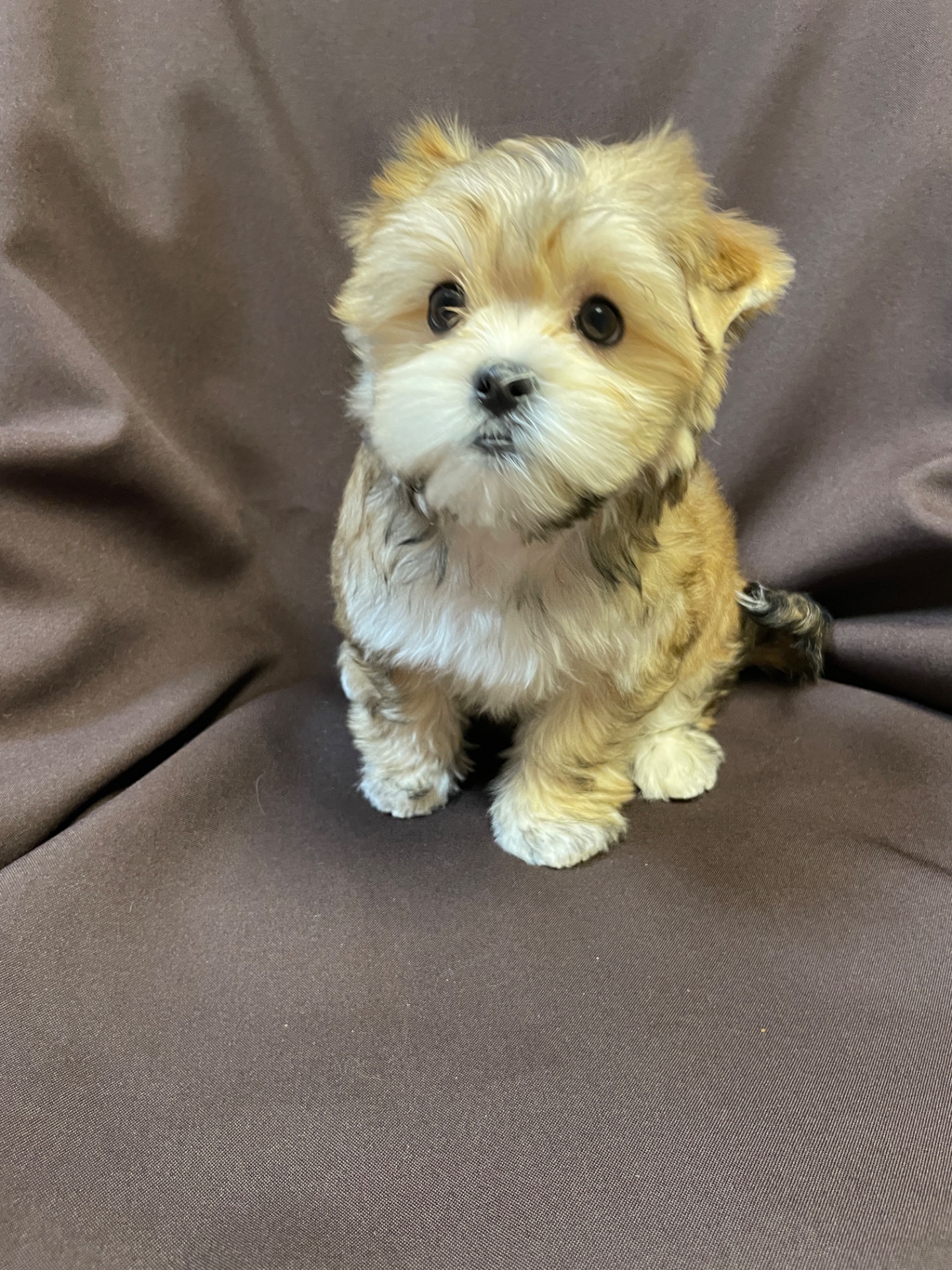 Йорки дівчатка