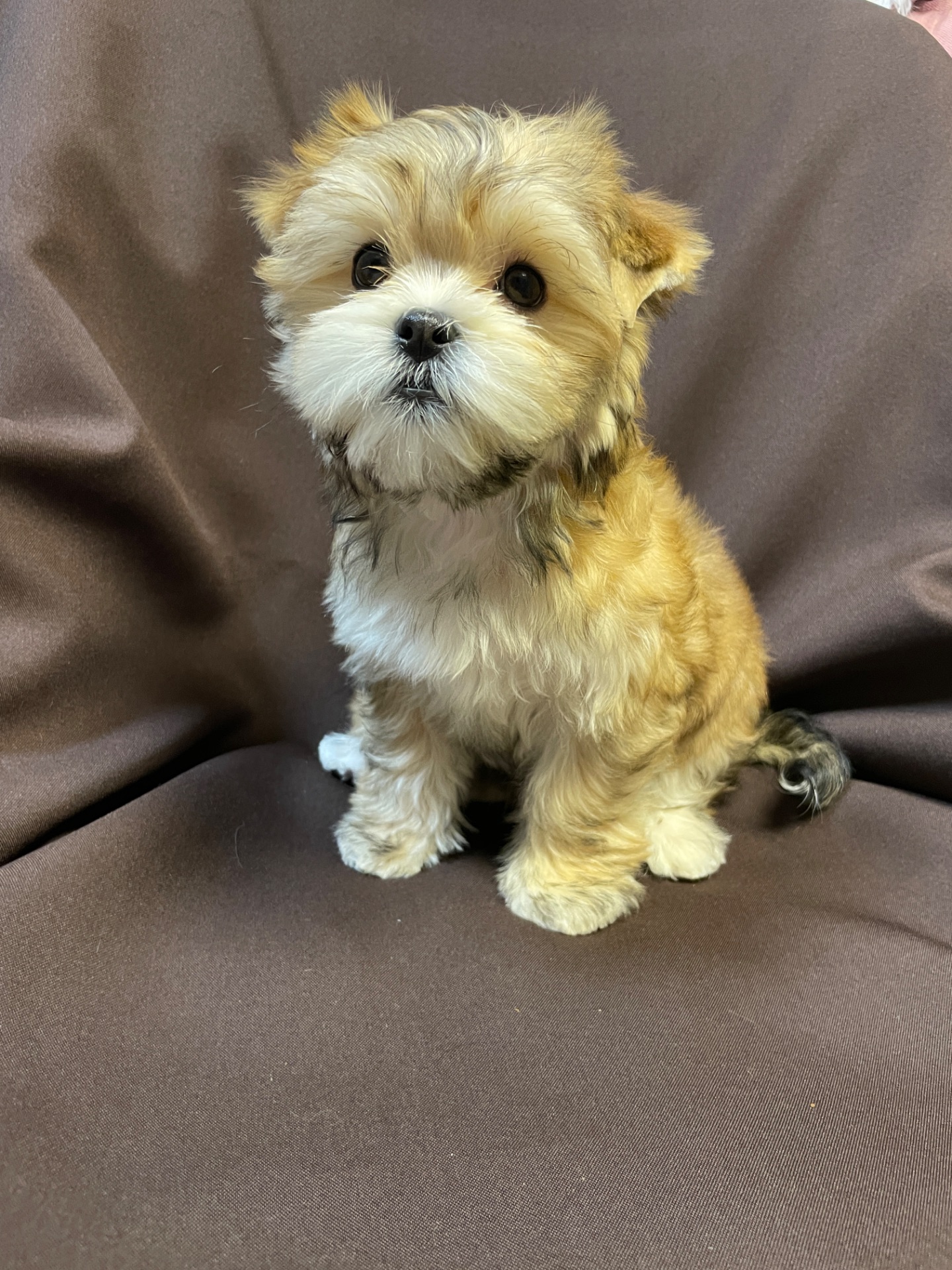 Йорки дівчатка