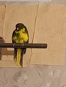 Какарик самец возраст 5 месяцев