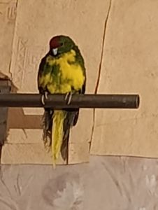 Какарик самец возраст 5 месяцев