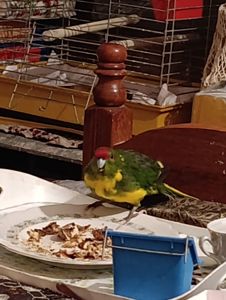 Какарик самец возраст 5 месяцев