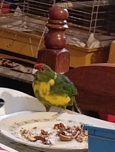 Какарик самец возраст 5 месяцев