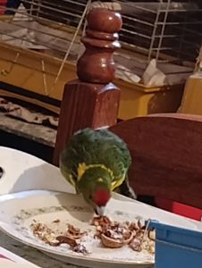 Какарик самец возраст 5 месяцев