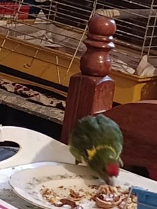 Какарик самец возраст 5 месяцев