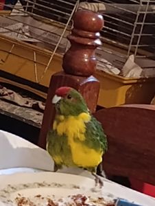 Какарик самец возраст 5 месяцев