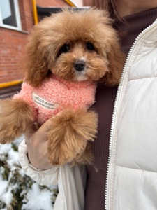 VIP Дівчинка Той Пудель Ексклюзив Мікро Тікап