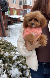 VIP Дівчинка Той Пудель Ексклюзив Мікро Тікап