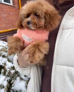 VIP Дівчинка Той Пудель Ексклюзив Мікро Тікап