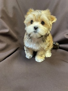 Йорки дівчатка