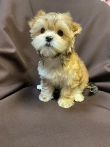 Йорки дівчатка