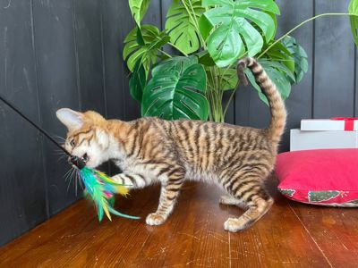 Котик породи тойгер 1 500$