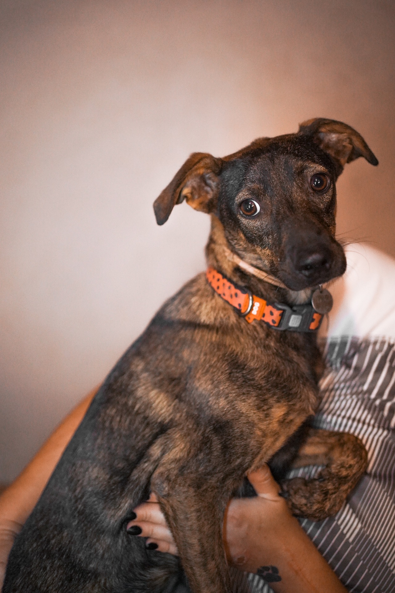 Собачка врятована з Херсону