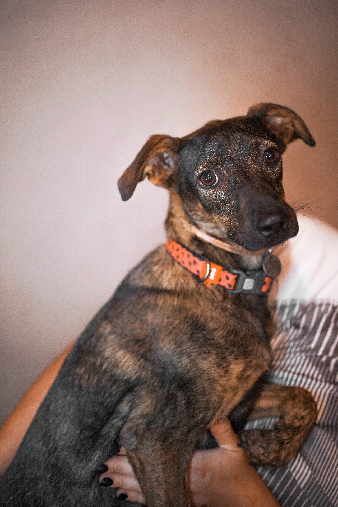 Собачка врятована з Херсону