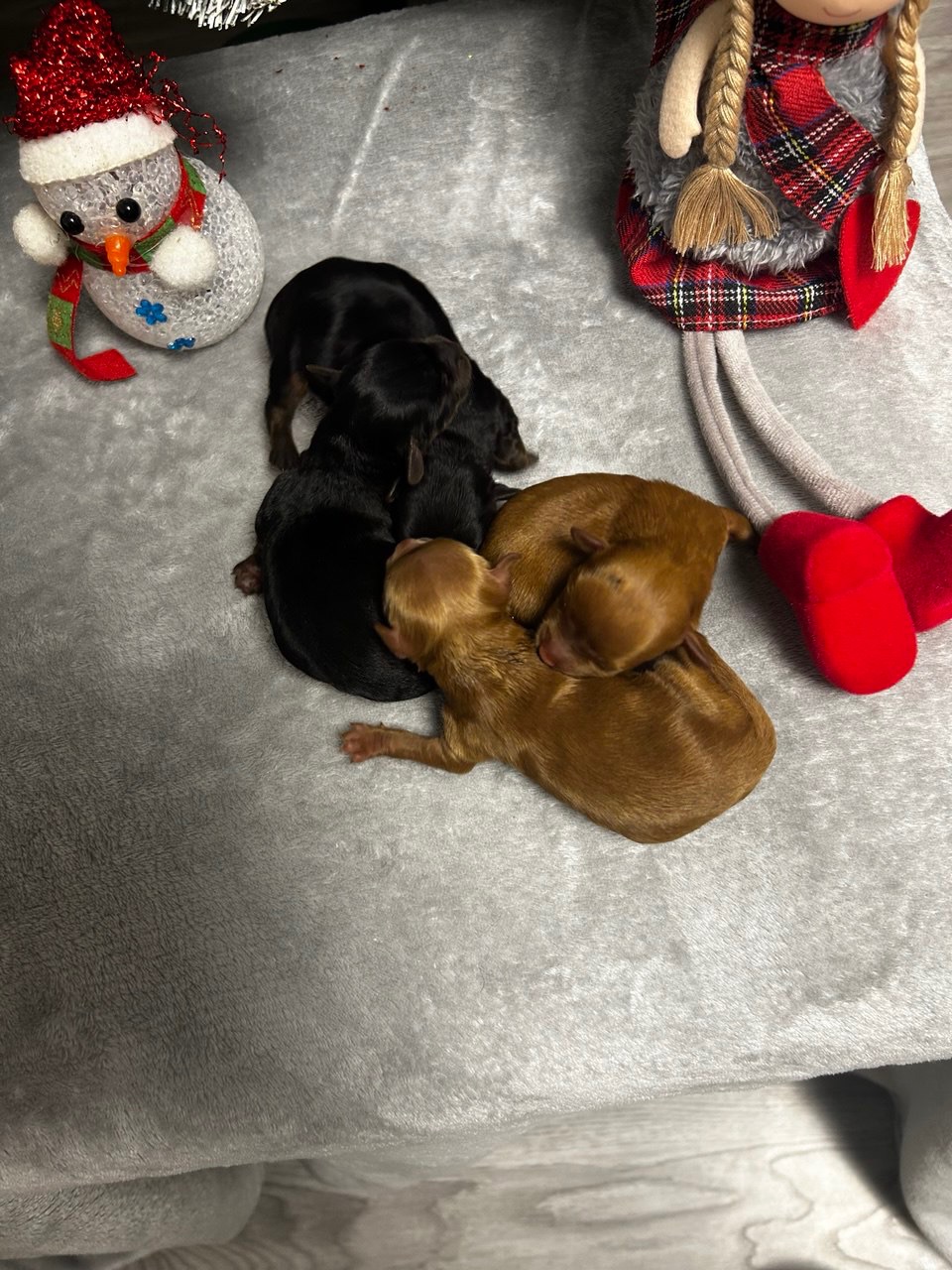 Цуценята йоркіпу міні