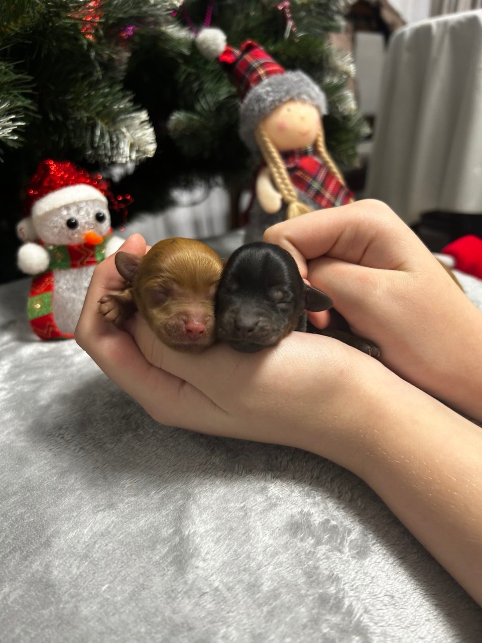 Цуценята йоркіпу міні