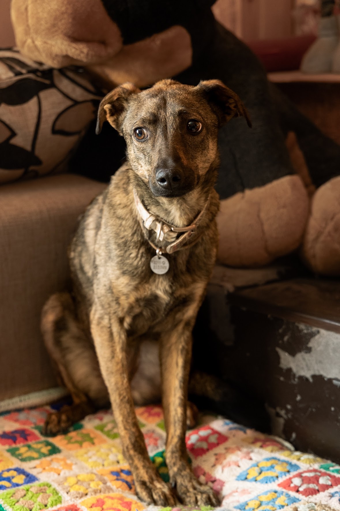 Собачка врятована з Херсону