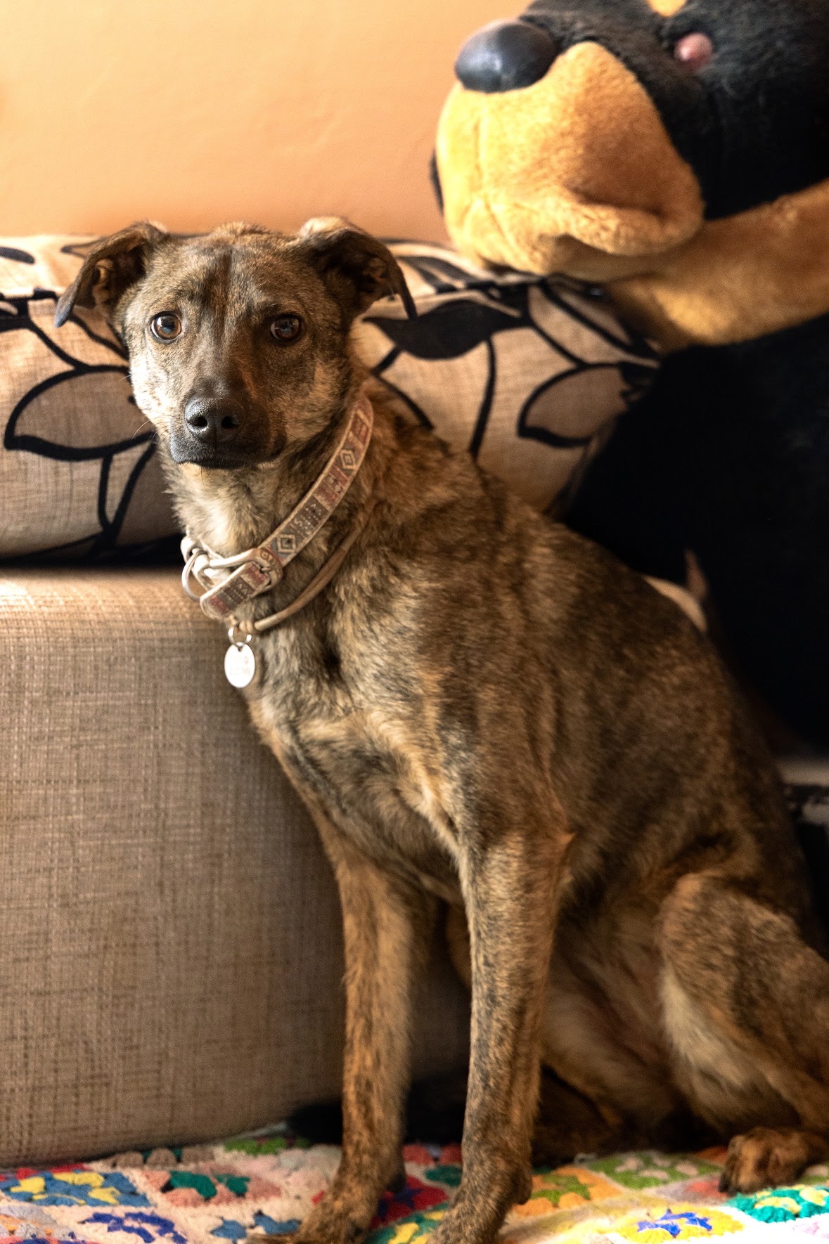 Собачка врятована з Херсону