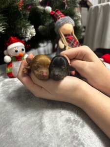 Цуценята йоркіпу міні