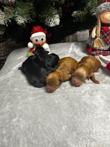 Цуценята йоркіпу міні