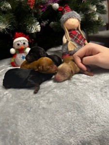 Цуценята йоркіпу міні