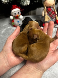 Цуценята йоркіпу міні