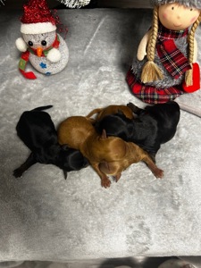 Цуценята йоркіпу міні