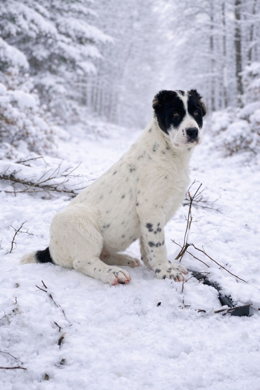 Алабай, САО, мав, середньоазіатська вівчарка