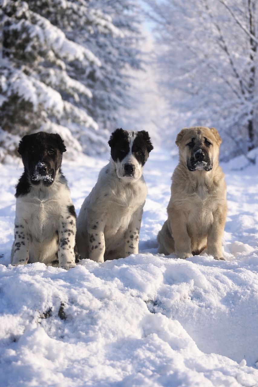 Алабай, САО, мав, середньоазіатська вівчарка