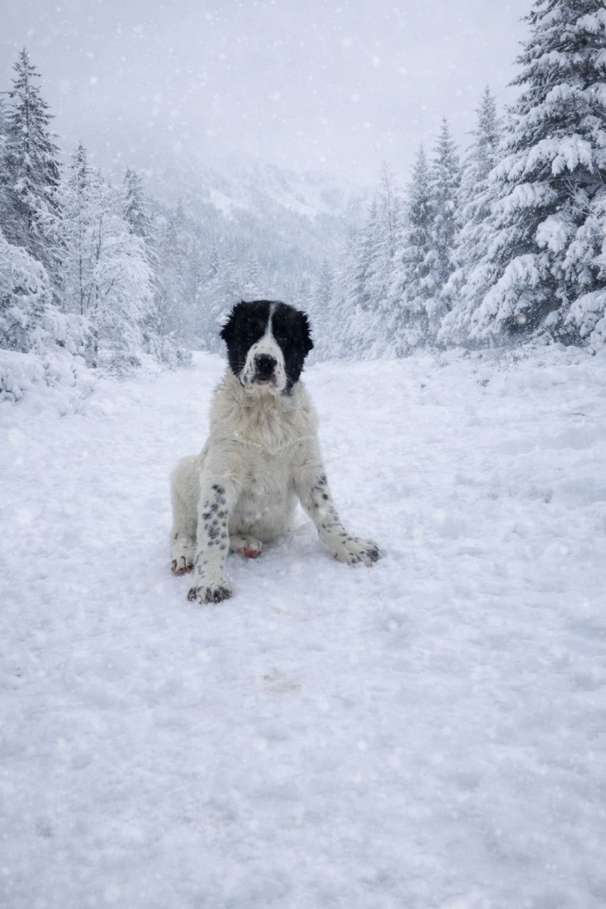 Алабай, САО, мав, середньоазіатська вівчарка