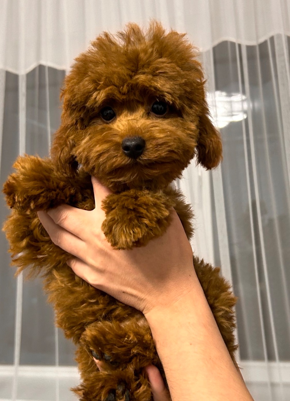 Цуценята йоркіпу міні