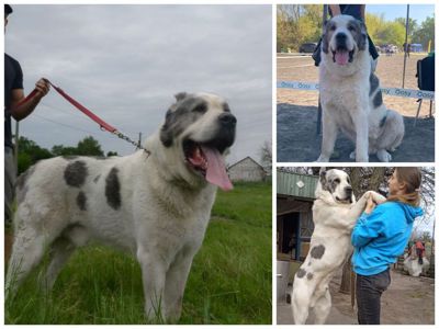 Алабай, САО, мав, середньоазіатська вівчарка