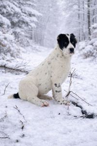 Алабай, САО, мав, середньоазіатська вівчарка