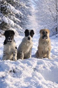 Алабай, САО, мав, середньоазіатська вівчарка