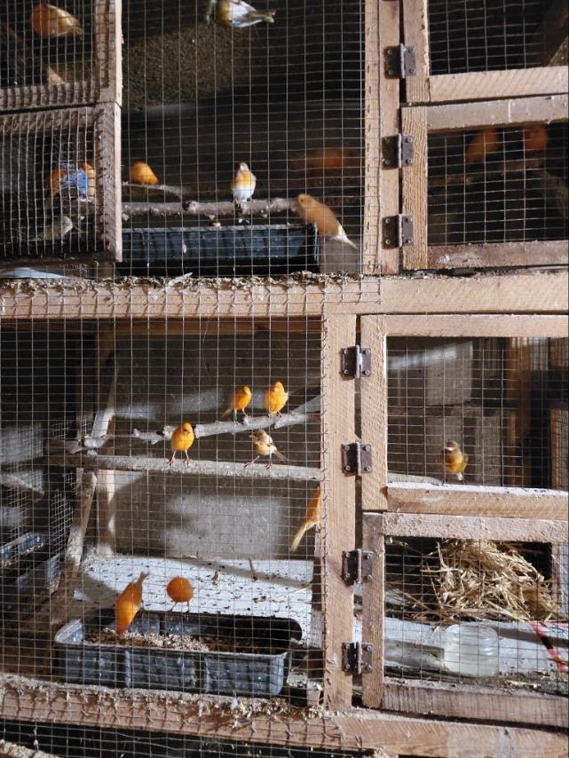 Канарейка самці та самки