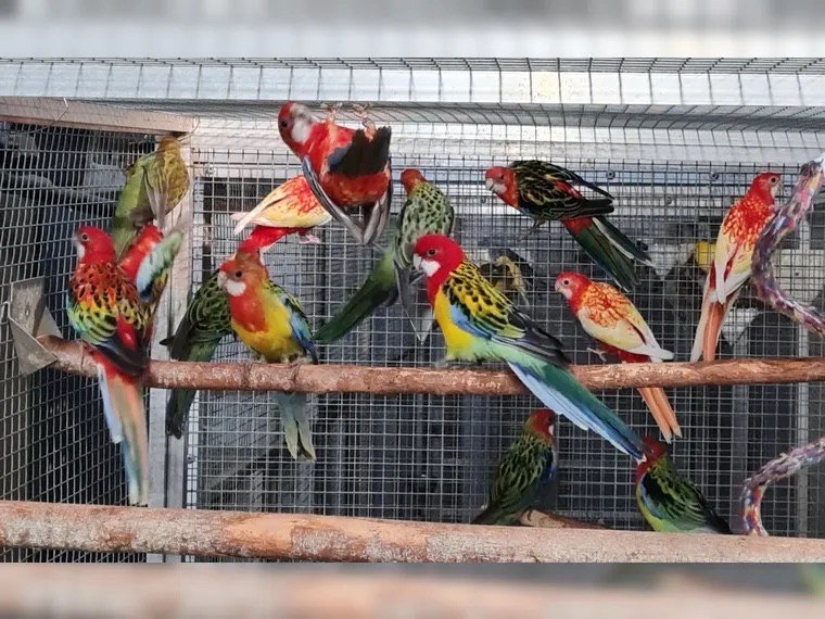 Папуги Розелла яскраві птахи