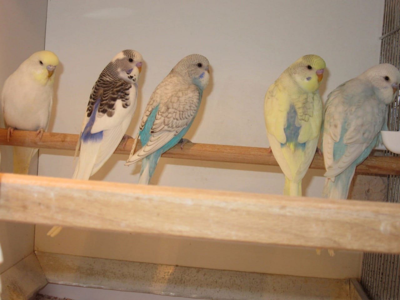 Різнокольорові хвилясті папужки різного кольору