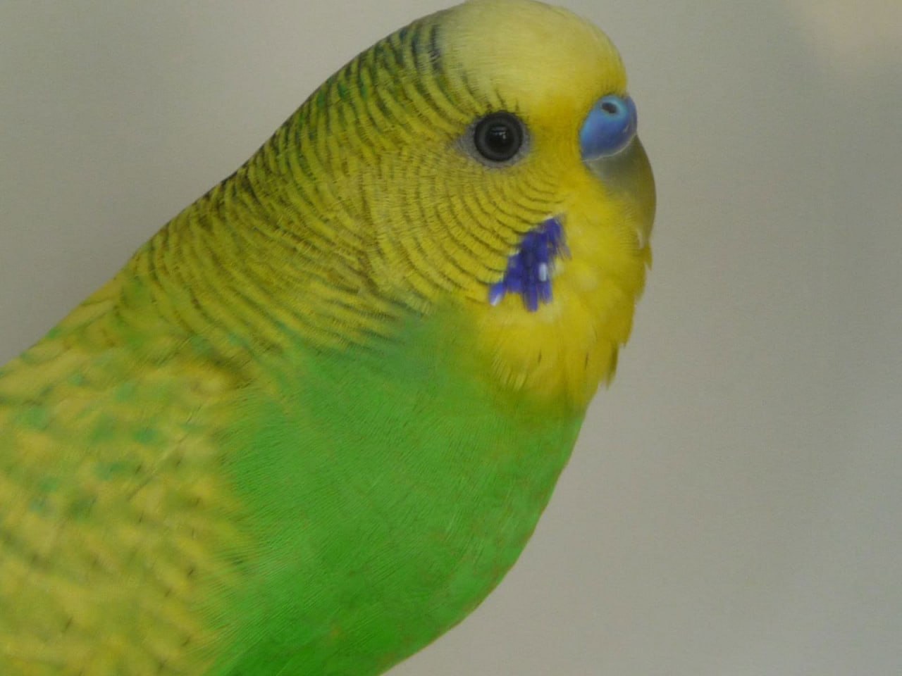 Різнокольорові хвилясті папужки різного кольору