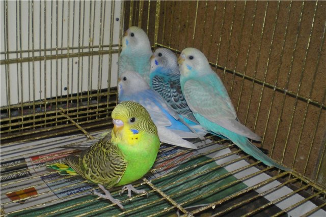 Різнокольорові хвилясті папужки різного кольору