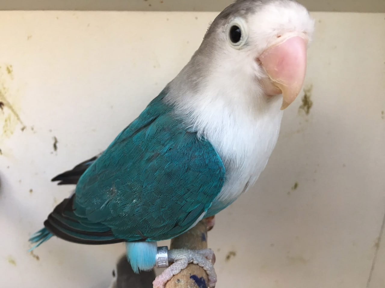 Папуги-нерозлучники, пташенята для вас