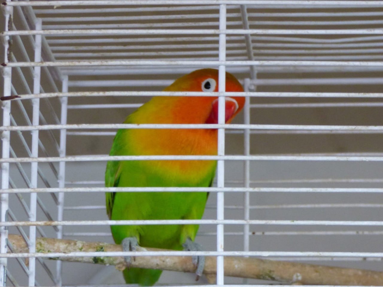 Папуги-нерозлучники, пташенята для вас