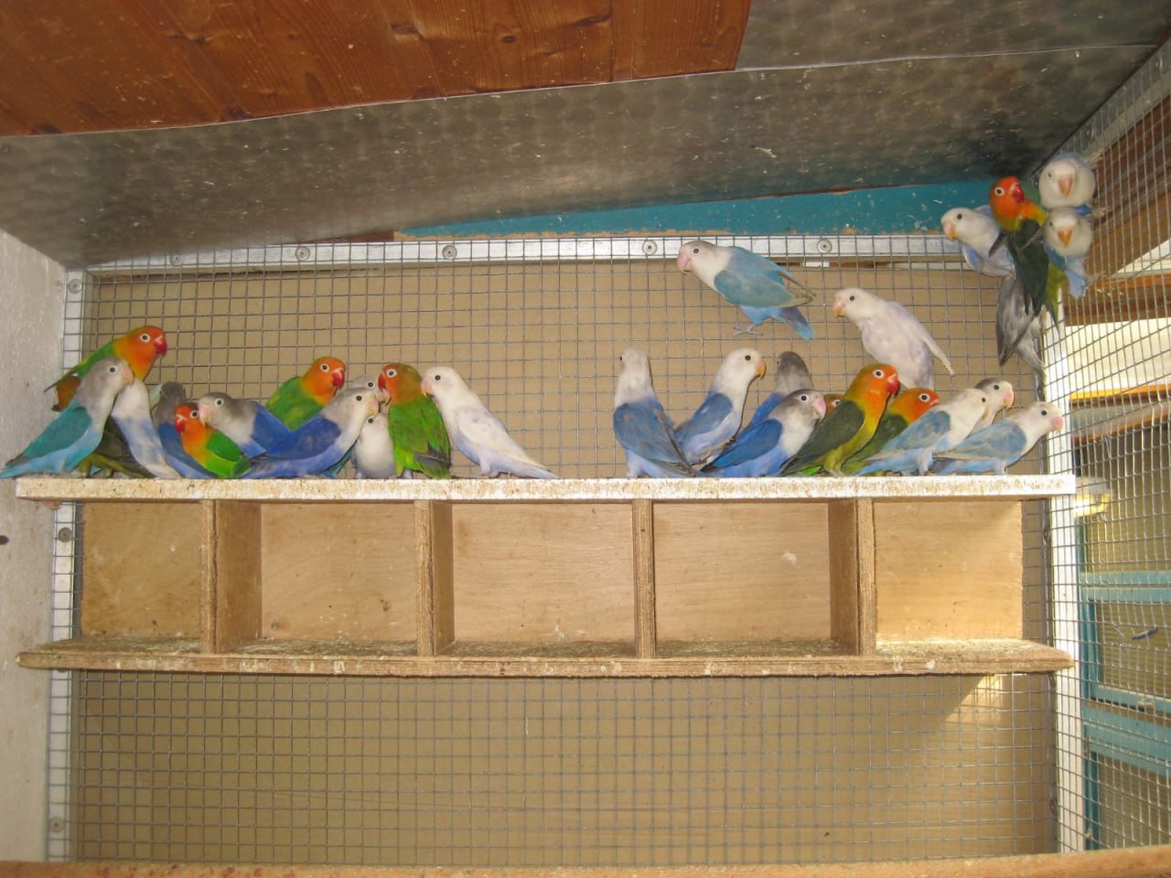 Папуги-нерозлучники, пташенята для вас