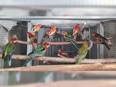 Папуги Розелла яскраві птахи