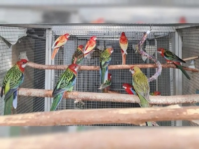 Папуги Розелла яскраві птахи