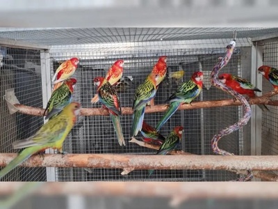 Папуги Розелла яскраві птахи