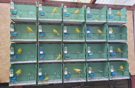 Співочі канарки та кенарі